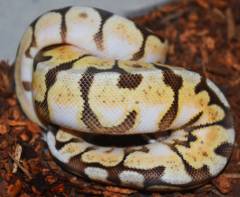 Baby Pewter Bee Enchi Ball Pythons