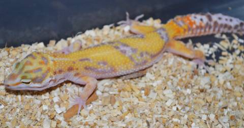 Medium Jungle Albino Leopard Geckos