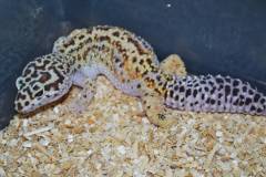 Adult Rainwater Albino Leopard Geckos Het Typhoon