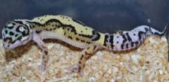 Medium Jungle High Yellow Leopard Geckos