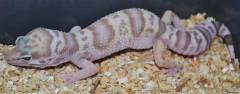 Baby Snow Bell Albino Leopard Geckos