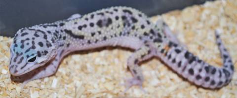 Small Mack Snow Jungle Leopard Geckos