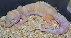 Small Albino Eclipse Leopard Geckos