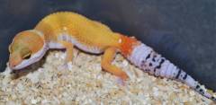 Small Super Hypo Tangerine Leopard Geckos w/regrown tails