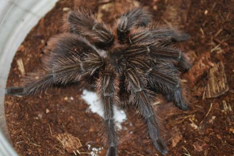 Haitian Brown Tarantulas