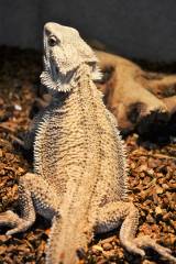 Adult Dunner Bearded Dragons w/minor nip tails