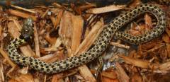 Baby Checkered Garter Snakes