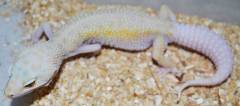 Adult Rainwater Albino Enigma Leopard Geckos