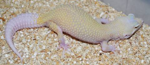 Adult Male Cyclone Leopard Geckos