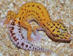 Baby Radar Leopard Geckos