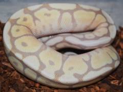 Baby Banana Spider Mojave Ball Pythons