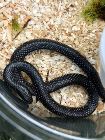 African Shovel Snout Snakes