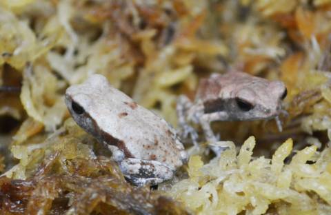 Baby Suriname Smooth Sided Toads