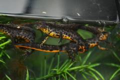 Southern Crested Newts