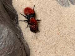Red Velvet Ants