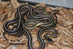 Northern Garter Snakes