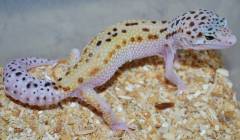 Medium Eclipse Leopard Geckos