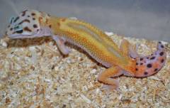Medium Super Hypo Tangerine Carrot Tail Leopard Geckos w/regrown tails