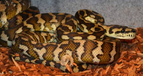 Medium Papuan Carpet Pythons