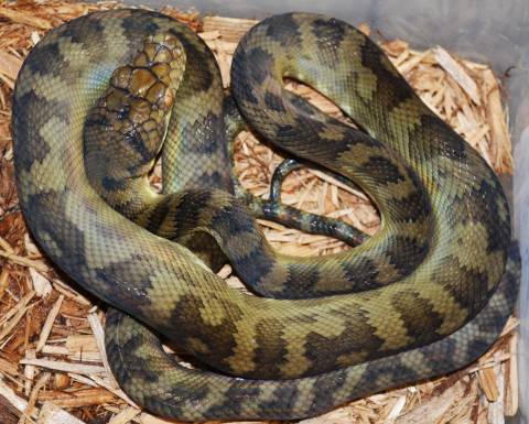 Halmahera Pythons for sale