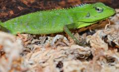 Green Canopy Lizards (aka Maned Forest Lizards)