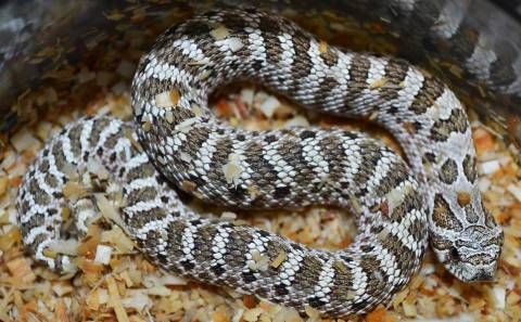 Baby Male Arctic Western Hognose Snakes