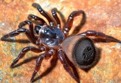 Hourglass Trapdoor Spiders