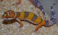 Medium Hypo Tangerine Leopard Geckos