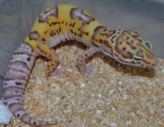 Medium Albino Eclipse Leopard Geckos