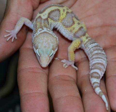 Medium Rainwater Albino Leopard Geckos