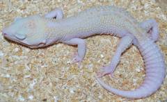 Adult Female Nova Leopard Geckos