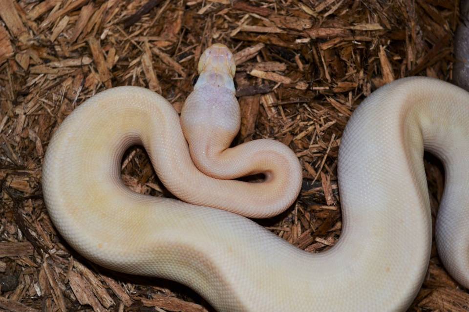 Pastel Champagne Ball Python