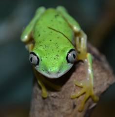 Lemur Leaf Frogs