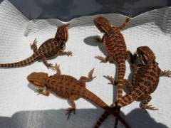 Small Red x Bearded Dragons