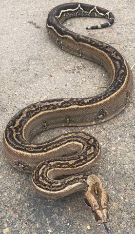 Adult Striped Leopard Sonoran Boas