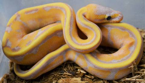 Baby Banana Genetic Stripe Ball Pythons