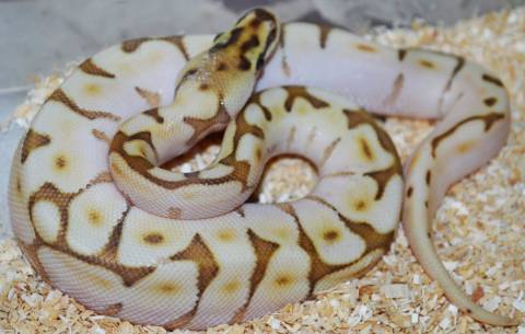 Baby Queen Bee Enchi Ball Pythons