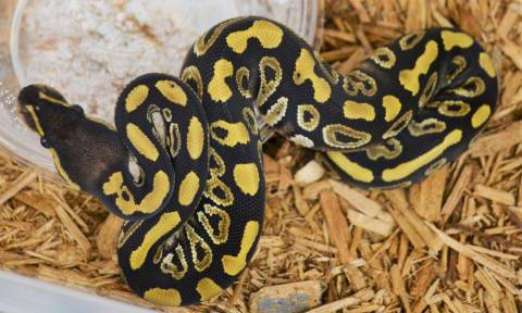 Baby Phantom Yellow Belly Ball Pythons