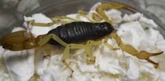 Black Desert Hairy Scorpions (spadix)