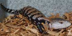 Small Indonesian Blue Tongue Skinks