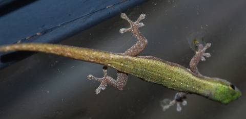 African Dwarf Geckos