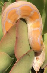 Baby Purple Albino Motley Reticulated Pythons