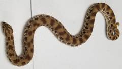 Adult Female Anaconda Lavender Western Hognose Snake