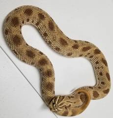 Adult Anaconda Western Hognose Snakes