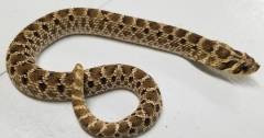 Baby Mexican Hognose Snakes