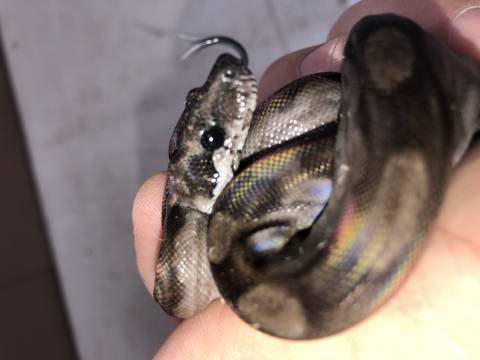 Small RDR Black Eyed Anery CA Boa