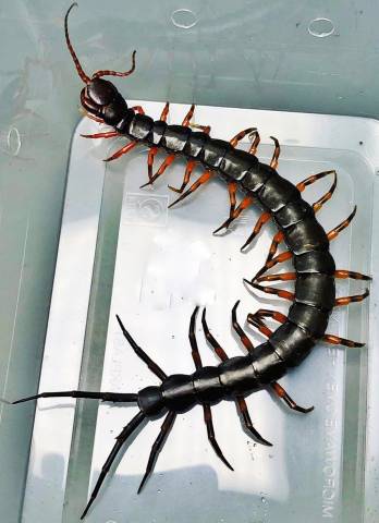 Chinese Giant Tiger Leg Centipedes