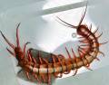 Chinese Giant Red Dragon Centipedes