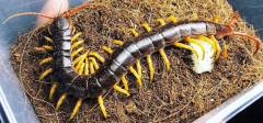 Vietnamese Giant Centipedes "dehaani"