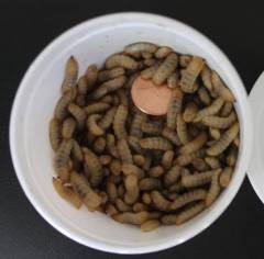 50 Calcium Worms Shipped WITH Your Reptile Order